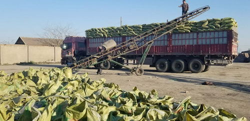 东乌珠穆沁卫生间回填 工程陶粒工艺解析与应用优势